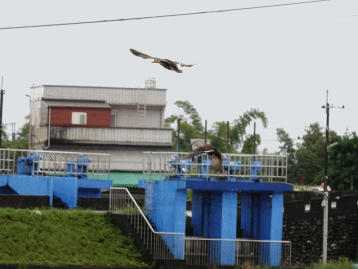 SONY R10IV — 讓專業攝影簡單走入生活 —《SonyRX10IV飛羽攝影大賽》試用活動心得分享