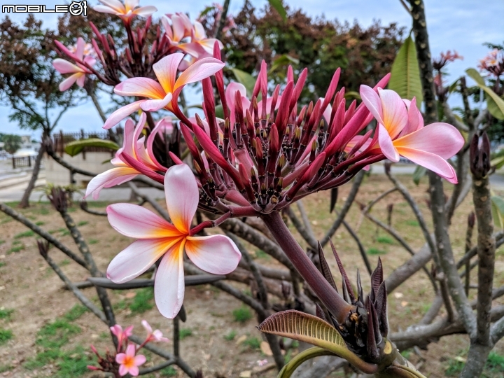 水黃皮+緬梔+艷紫荊 台南市安平區林默娘公園 11/25