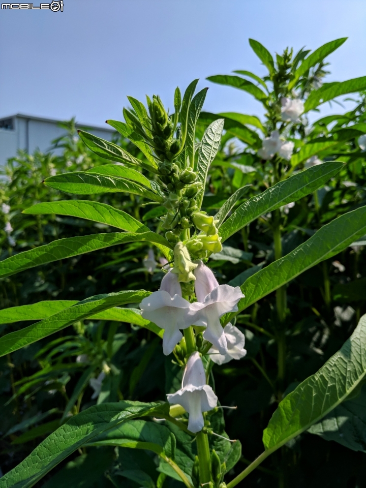 玉米+胡麻 台南市西港區中央公園 11/03