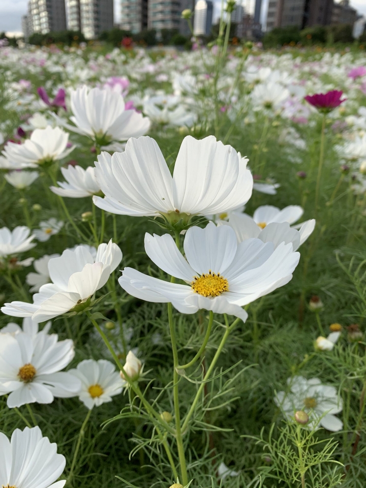 美堤河濱公園有一大片波斯菊