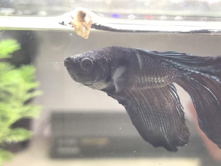 我的鬥魚是不是生病了(附圖)