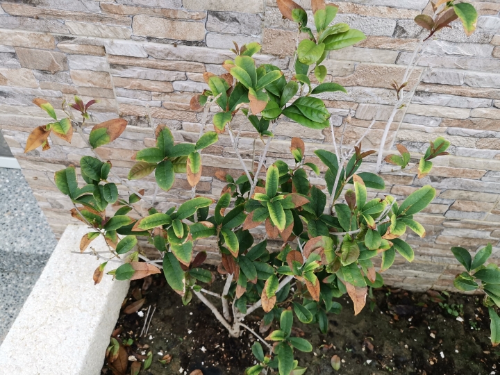 請問我的小桂花怎麼了