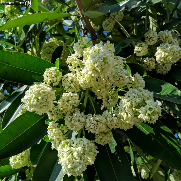 黑板樹 台南市學甲區山寮 11/03