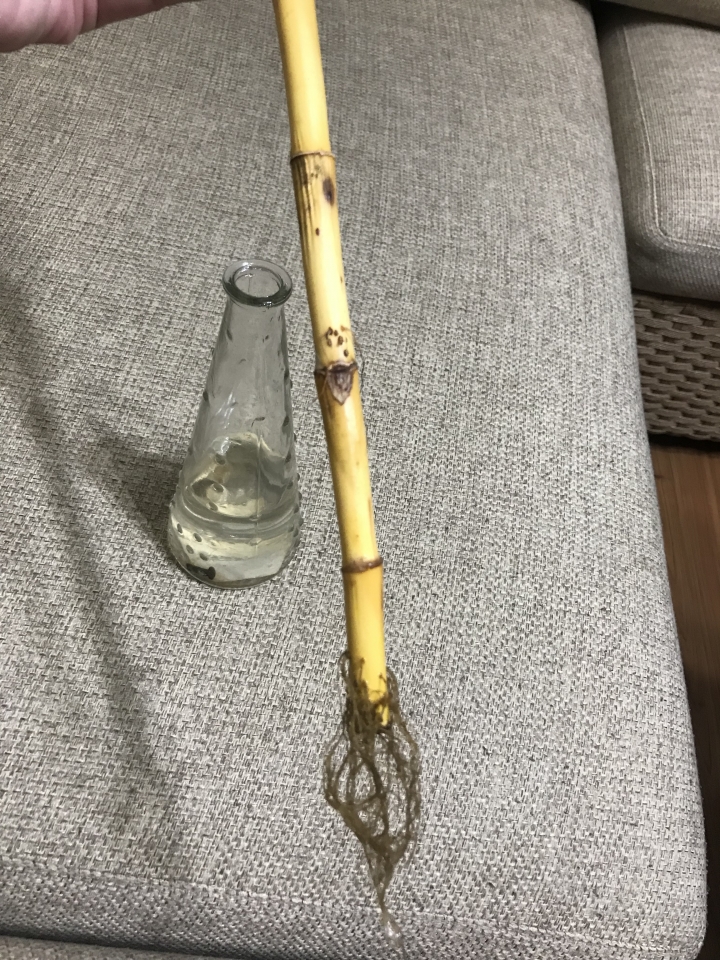 開運竹發黃求救