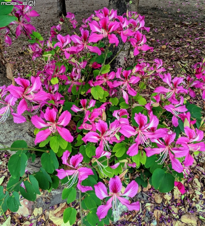 艷紫荊 台南市安平區州平路 11/25