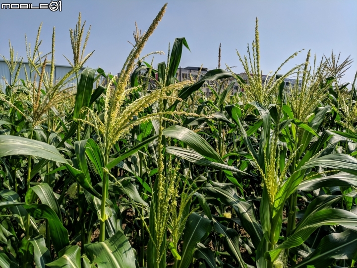 玉米+胡麻 台南市西港區中央公園 11/03