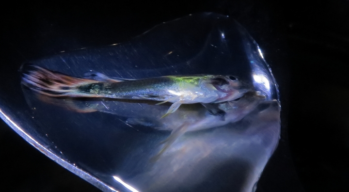 孔雀魚夾尾到掛掉，只需一天，為什麼呢？