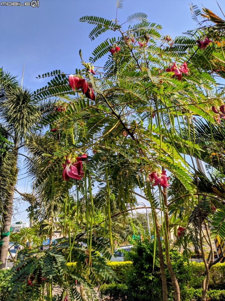 夜香木+艷紫荊 台南市永康區忠孝運動公園 11/24