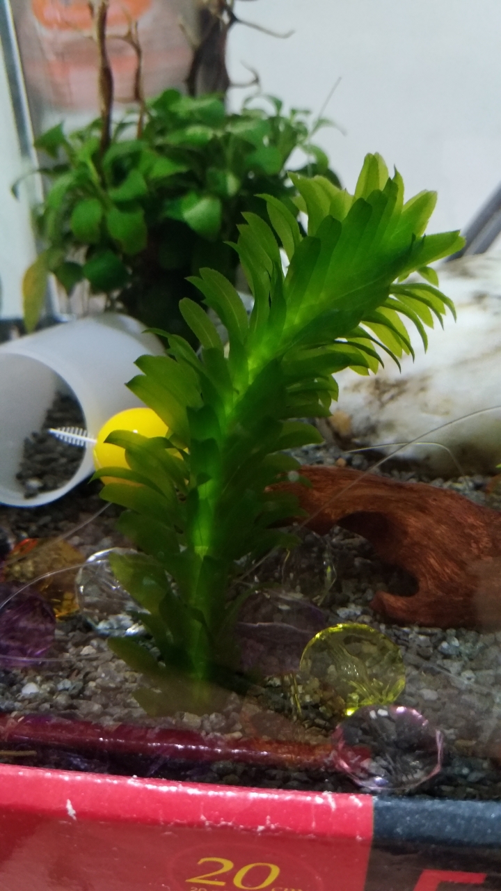 請教水草名稱
