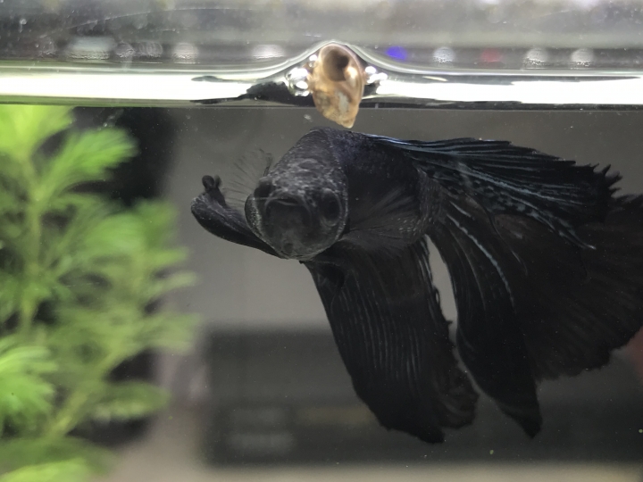 我的鬥魚是不是生病了(附圖)