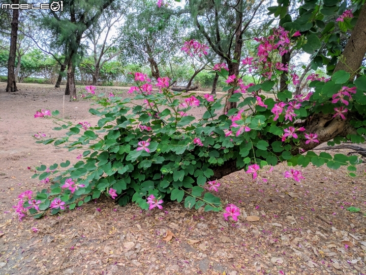 艷紫荊 台南市安平區州平路 11/25