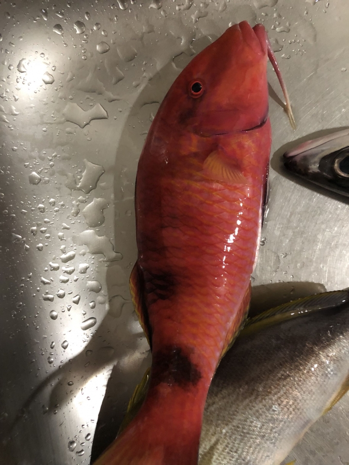 船釣黃雞魚