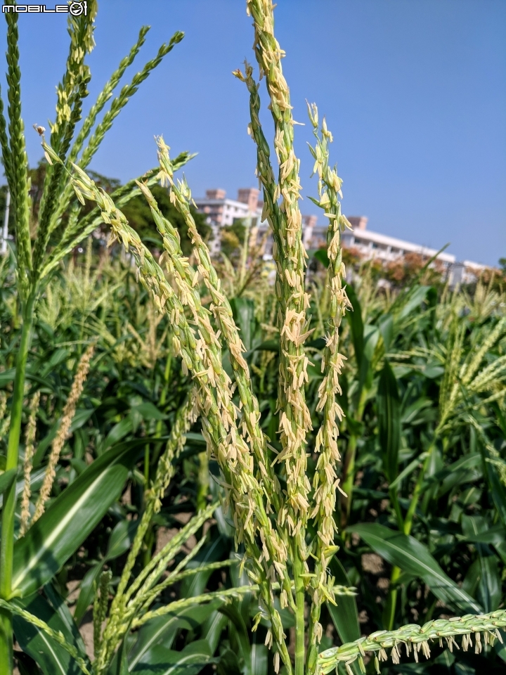 玉米+胡麻 台南市西港區中央公園 11/03