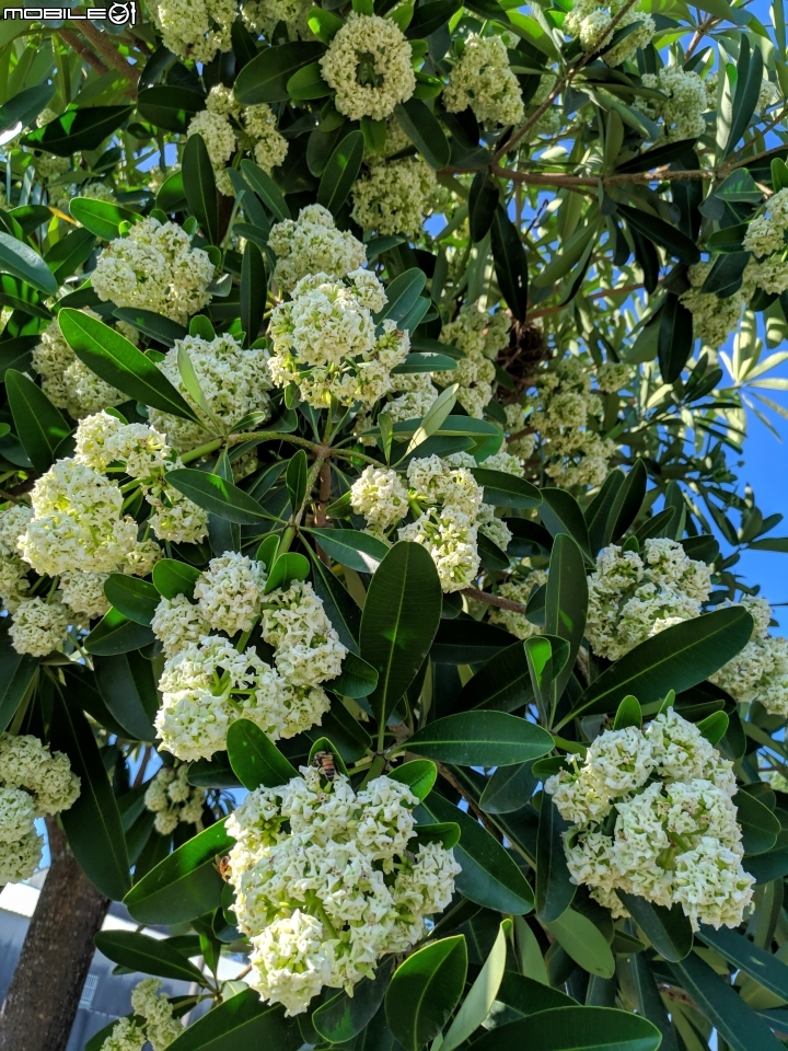 黑板樹 台南市學甲區山寮 11/03