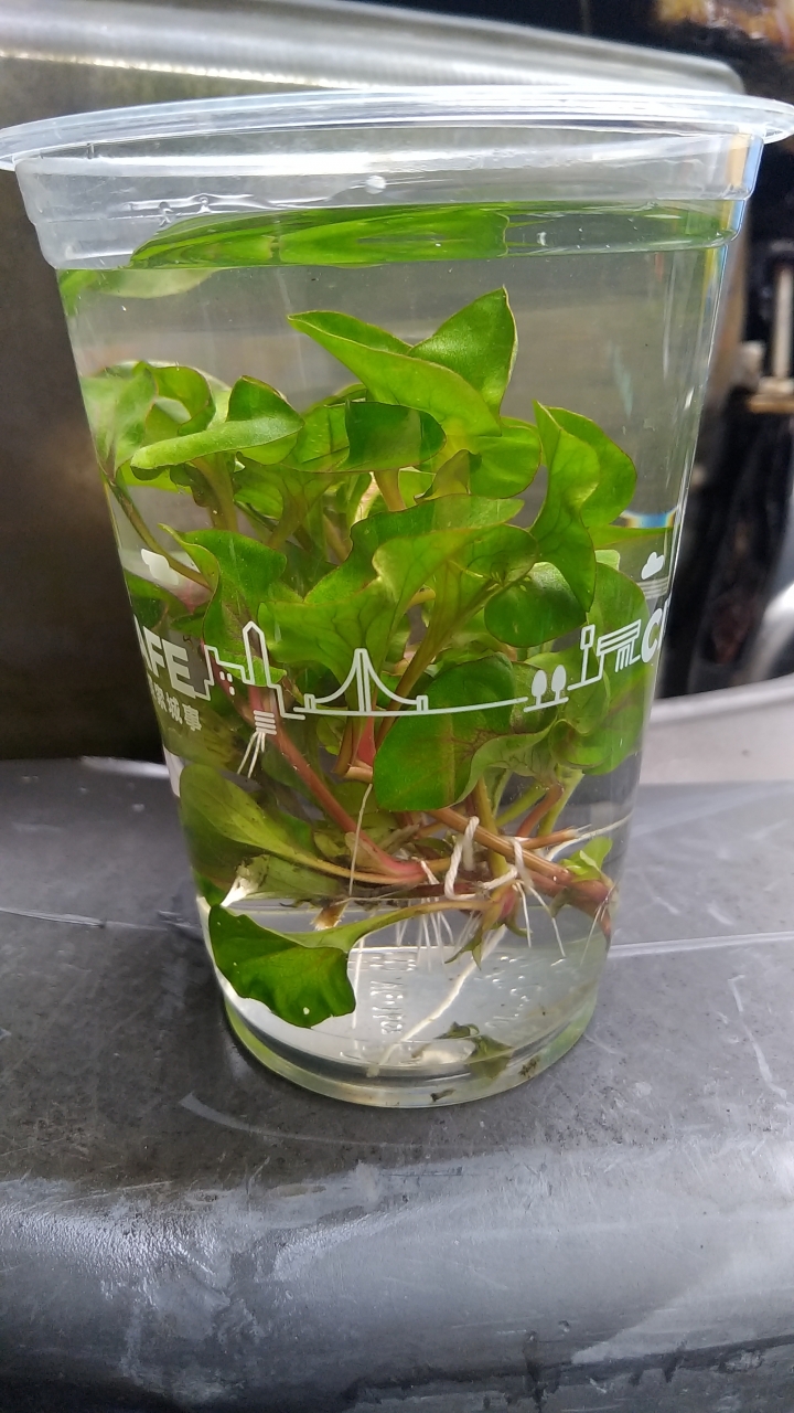 請教水草名稱