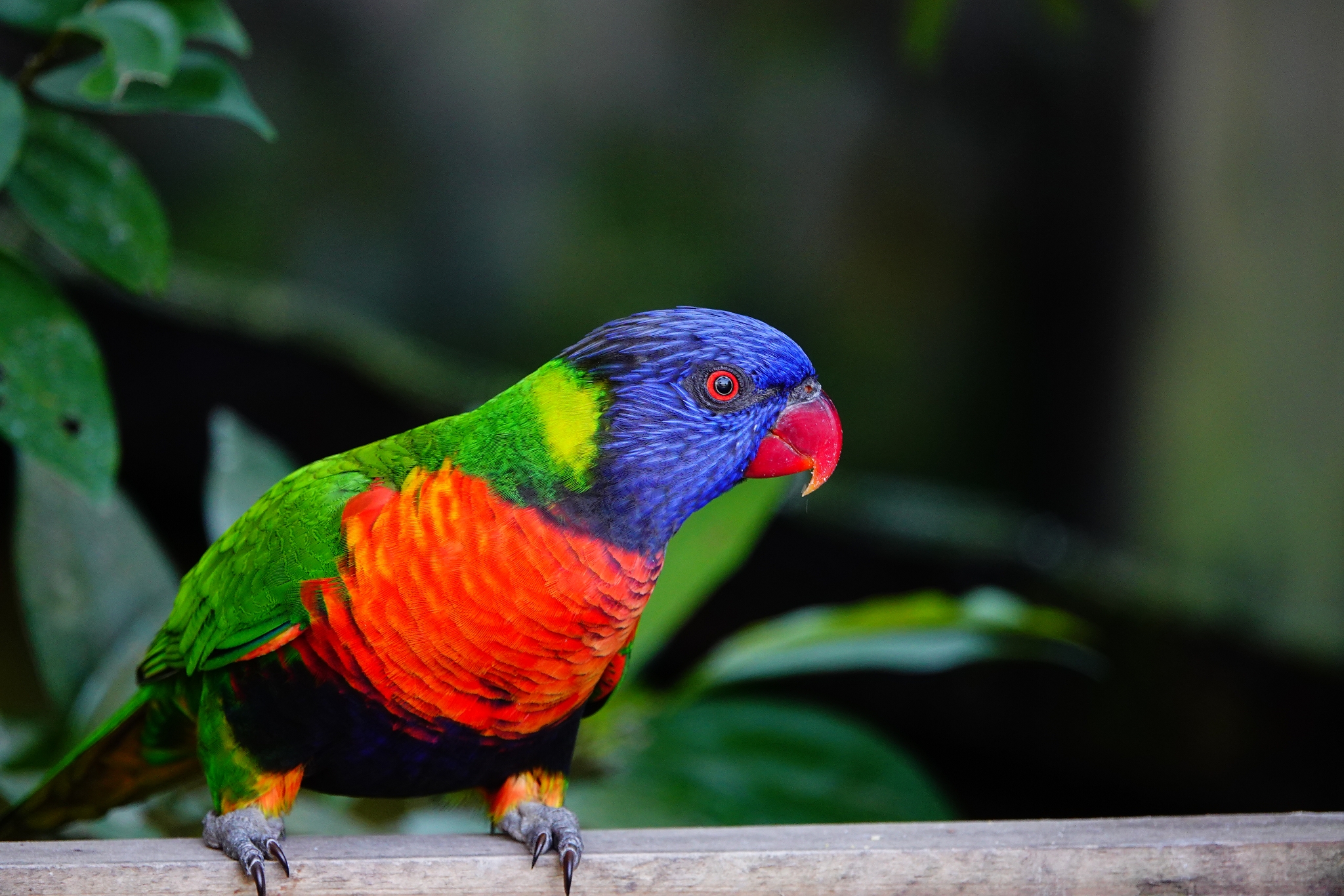 Sony RX10IV｜拍遠拍近都精彩，親子生活實測報告