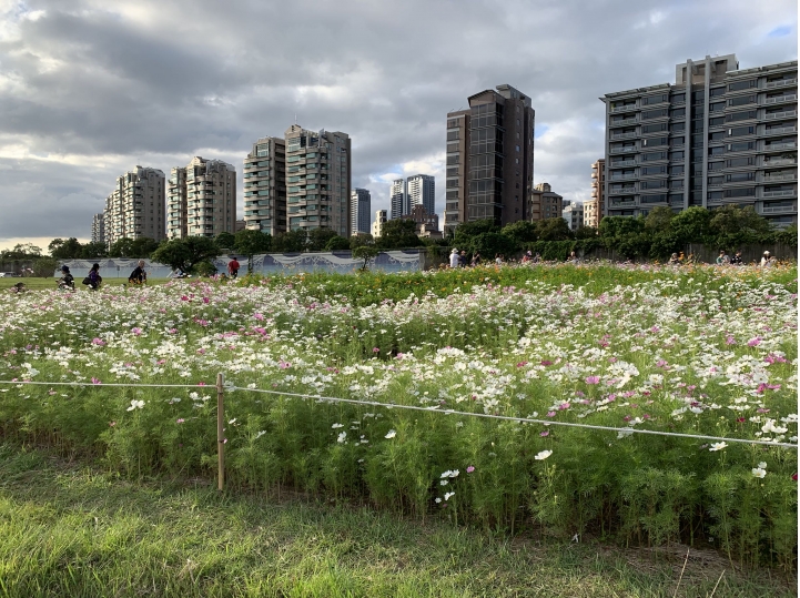 美堤河濱公園有一大片波斯菊