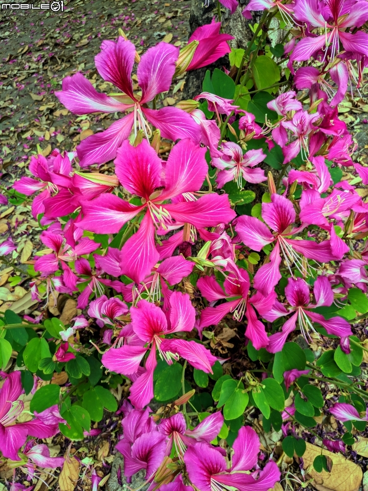 艷紫荊 台南市安平區州平路 11/25