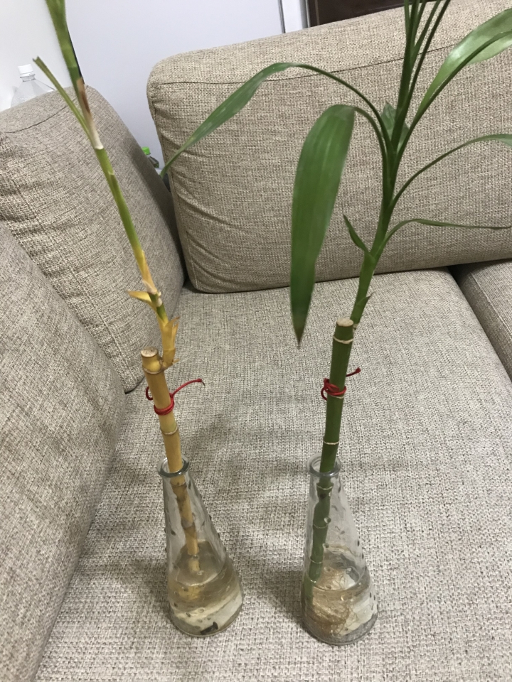 開運竹發黃求救
