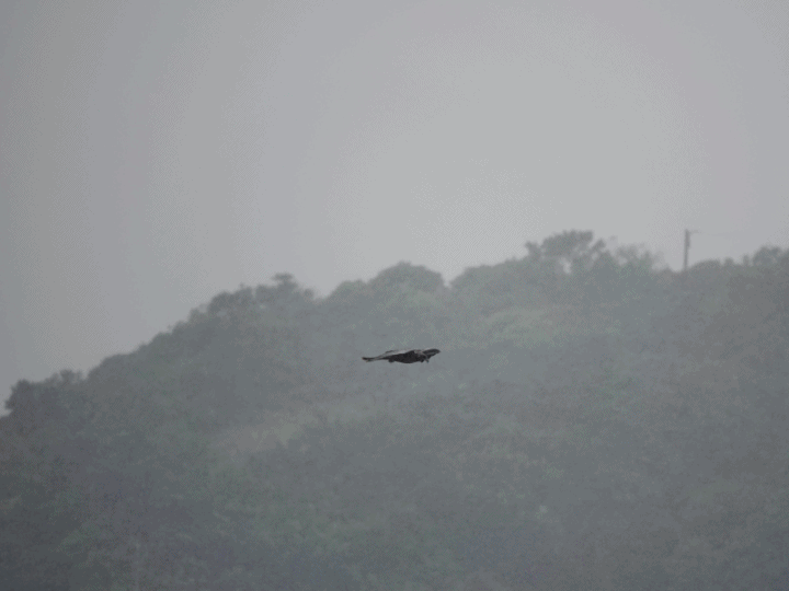 SONY R10IV — 讓專業攝影簡單走入生活 —《SonyRX10IV飛羽攝影大賽》試用活動心得分享