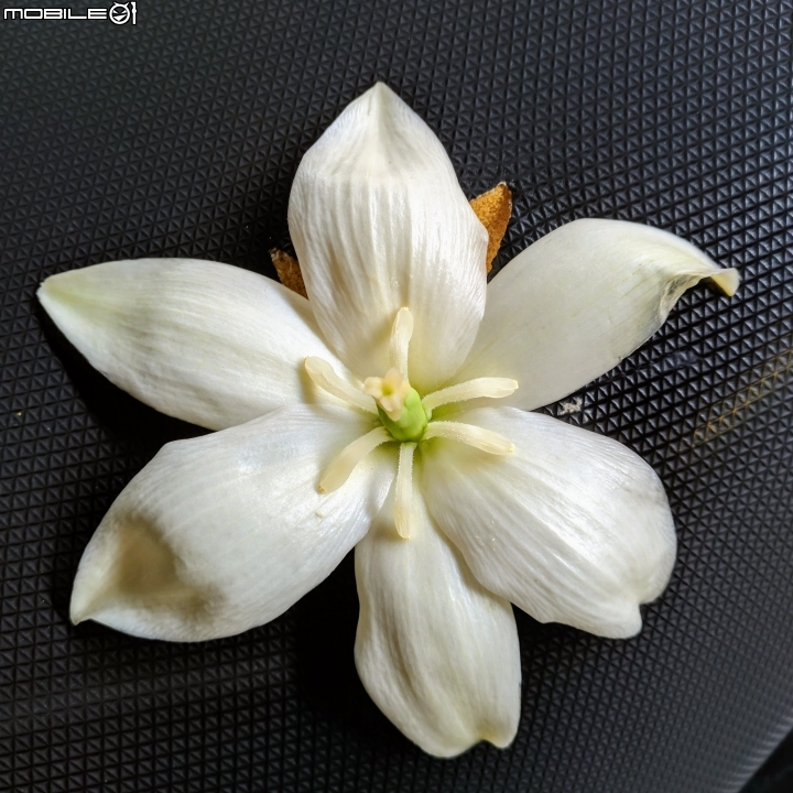 刺葉王蘭 台南市北區中華北路一段 11/04