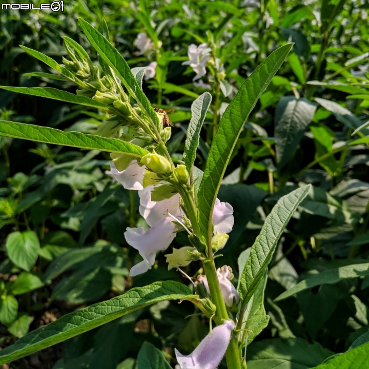 玉米+胡麻 台南市西港區中央公園 11/03