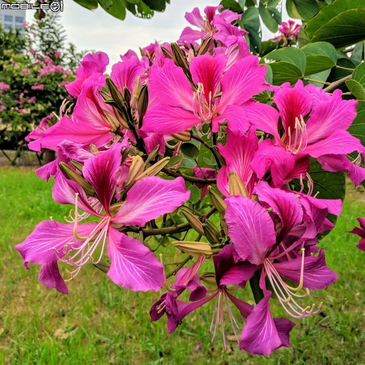 艷紫荊 台南市安平區州平路 11/25