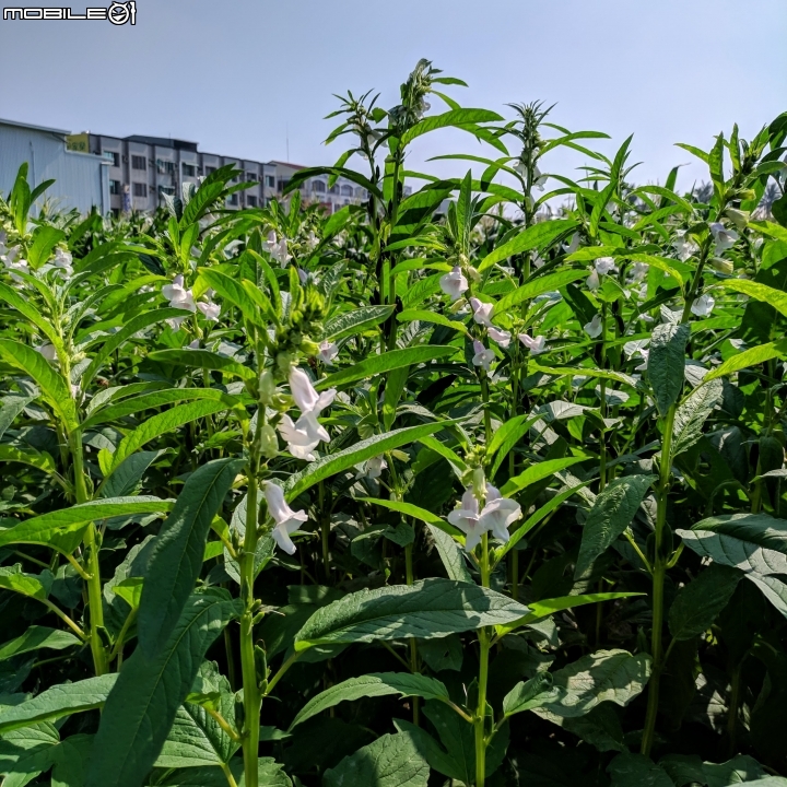玉米+胡麻 台南市西港區中央公園 11/03