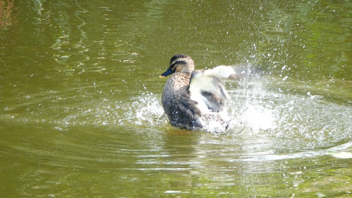 【分享】遠拍近攝一機搞定的Sony RX10 IV，讓我快意記錄關渡自然公園賞鳥與小旅行美好回憶