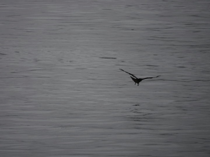 SONY R10IV — 讓專業攝影簡單走入生活 —《SonyRX10IV飛羽攝影大賽》試用活動心得分享