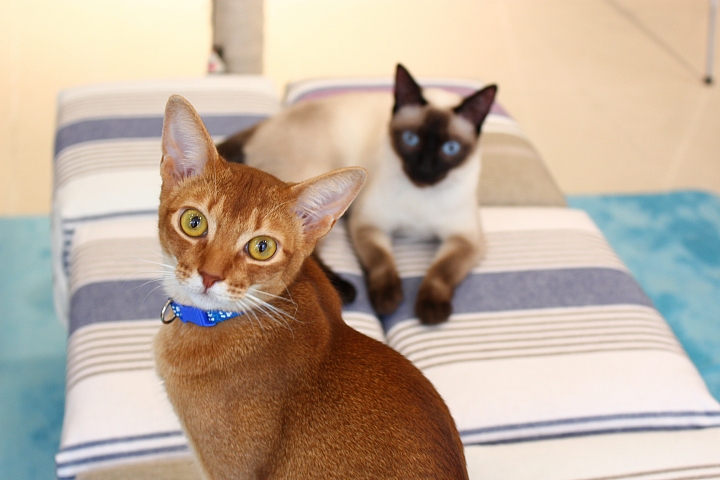 【東京都】給你抱抱！可以盡情擼猫的猫咖啡「Cokkun’s Villa」