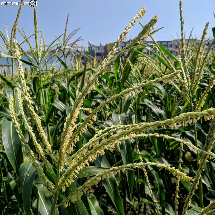玉米+胡麻 台南市西港區中央公園 11/03