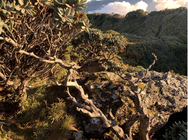 iphoneXS 相機照片測試 合歡山（圖多）