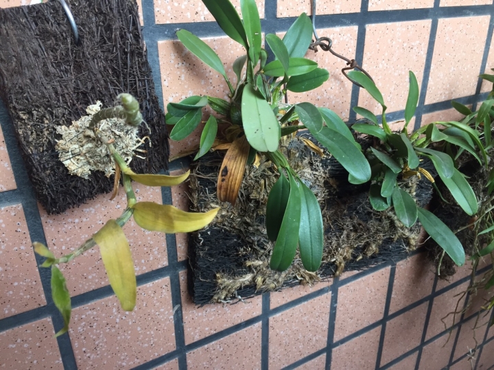 蘭花施肥後...
