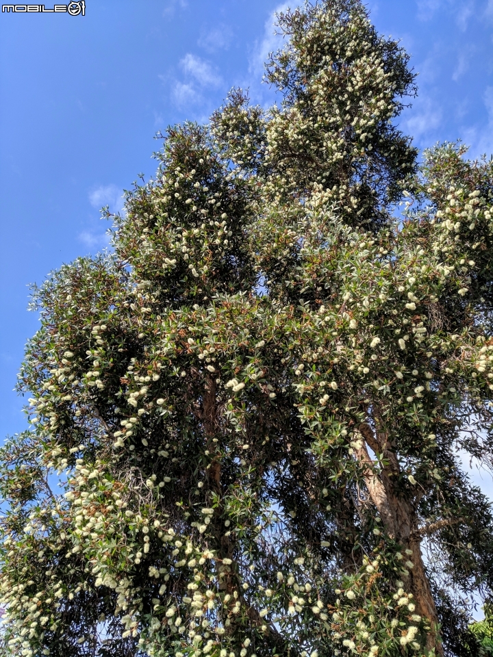 白千層+白雪木 台南市東區文化中心 11/25