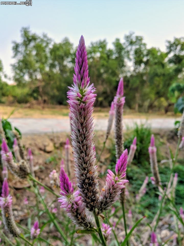 青葙+藍冠菊 台南市東區巴克禮公園 11/17