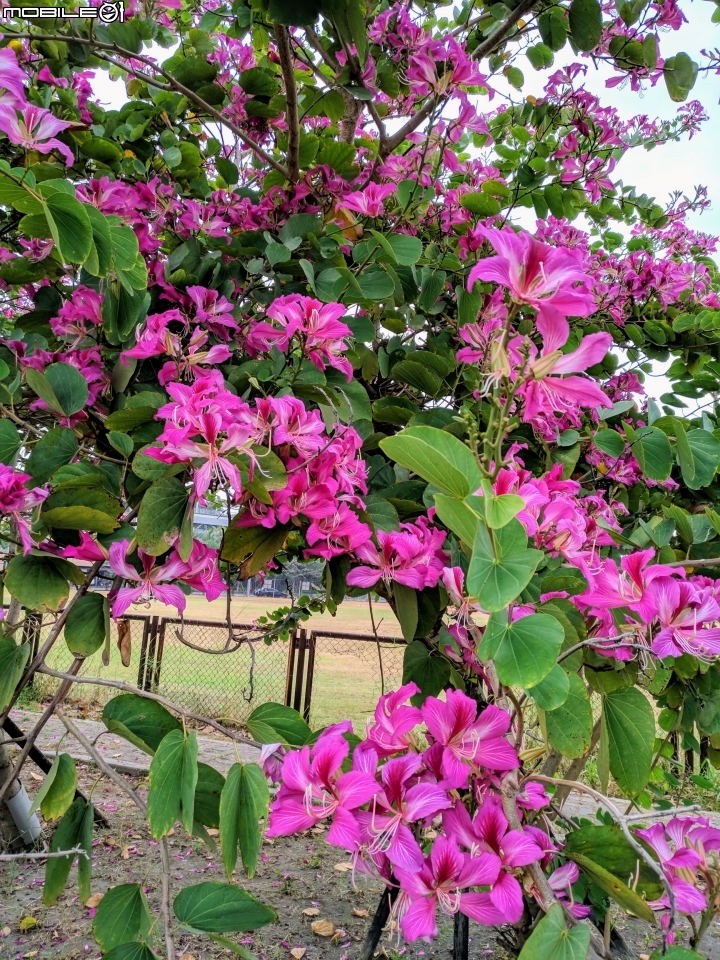 艷紫荊 台南市安平區州平路 11/25