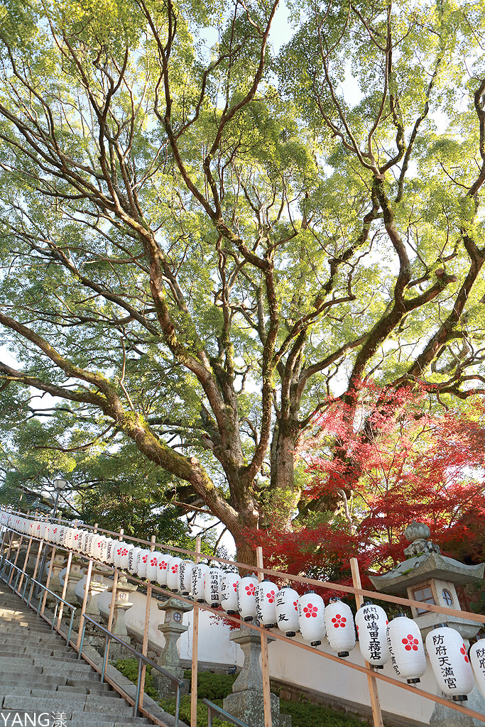 【山口】防府天滿宮、毛利氏庭園散策賞紅葉