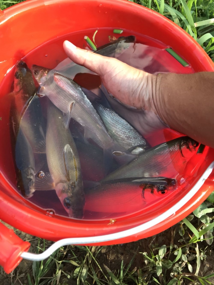 大阿媽魚要如何釣？釣餌和釣組