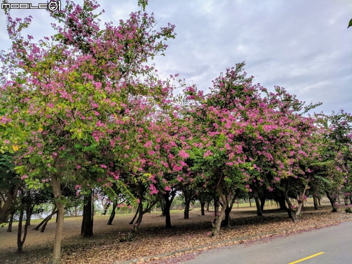 艷紫荊 台南市安平區州平路 11/25