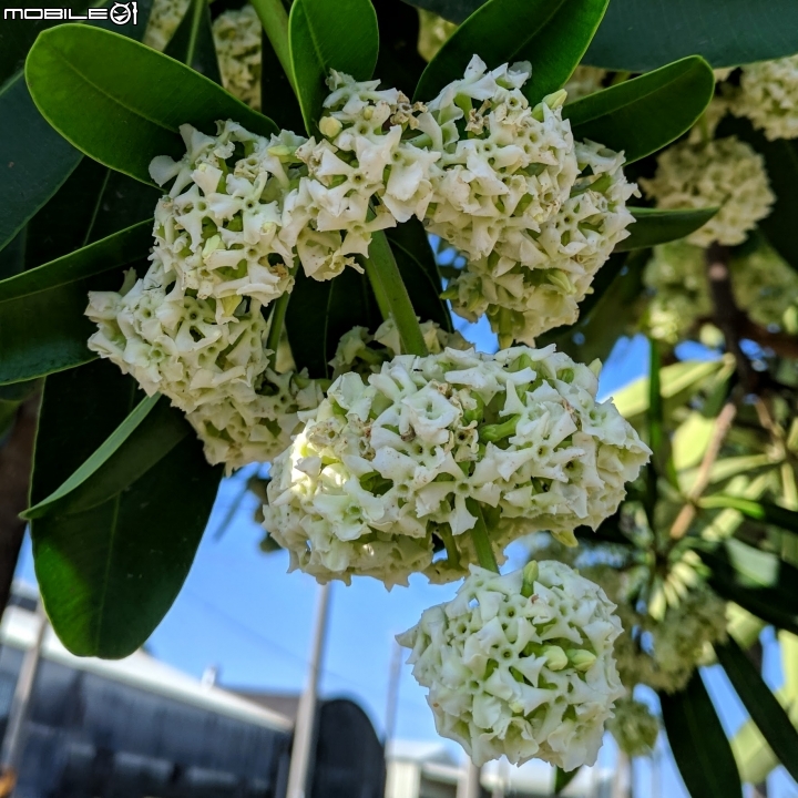 黑板樹 台南市學甲區山寮 11/03