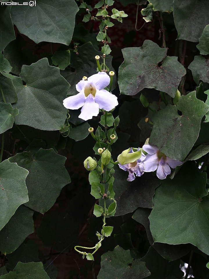 [食記] 花蓮 吉安 櫻の田野休閒養生館-- 草食的養生餐