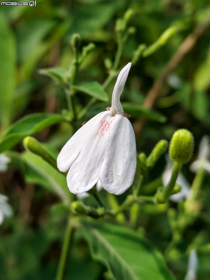 白鶴靈芝 台南市東區後甲公園 11/18