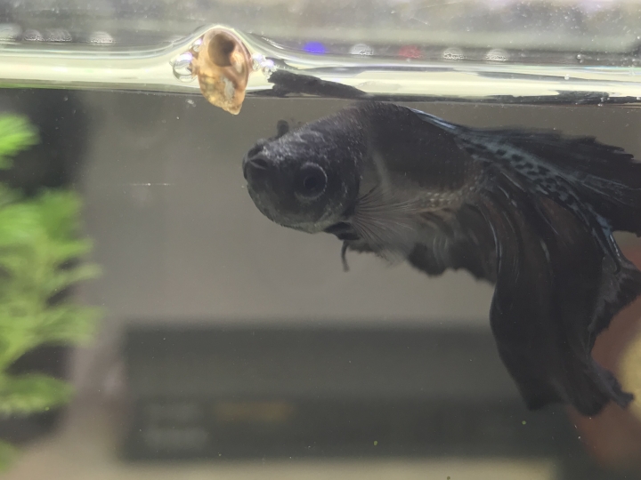 我的鬥魚是不是生病了(附圖)