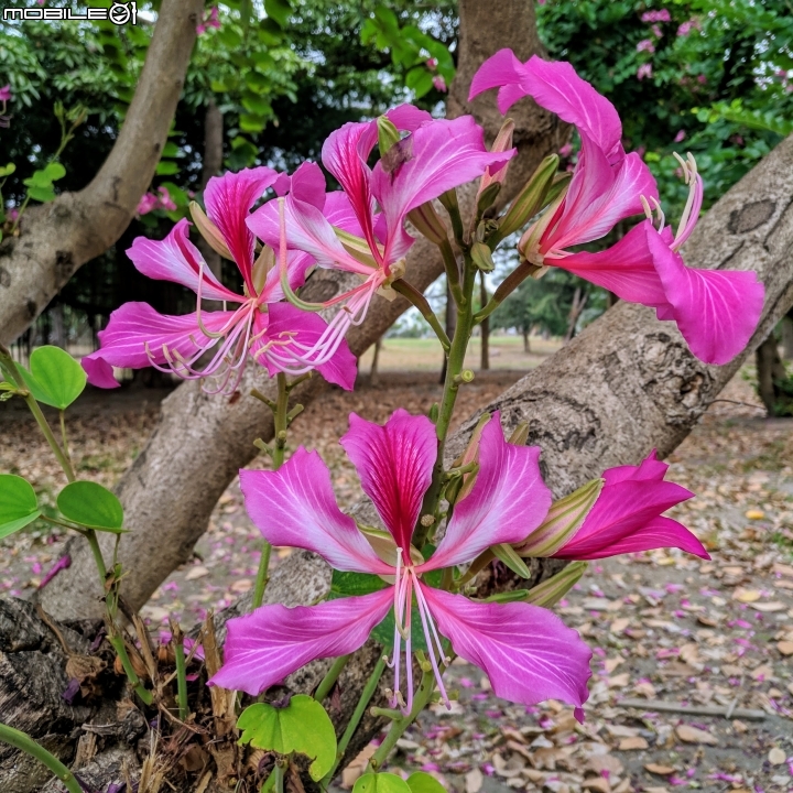 艷紫荊 台南市安平區州平路 11/25