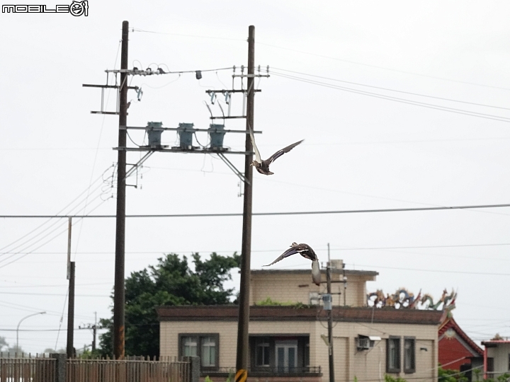 SONY R10IV — 讓專業攝影簡單走入生活 —《SonyRX10IV飛羽攝影大賽》試用活動心得分享