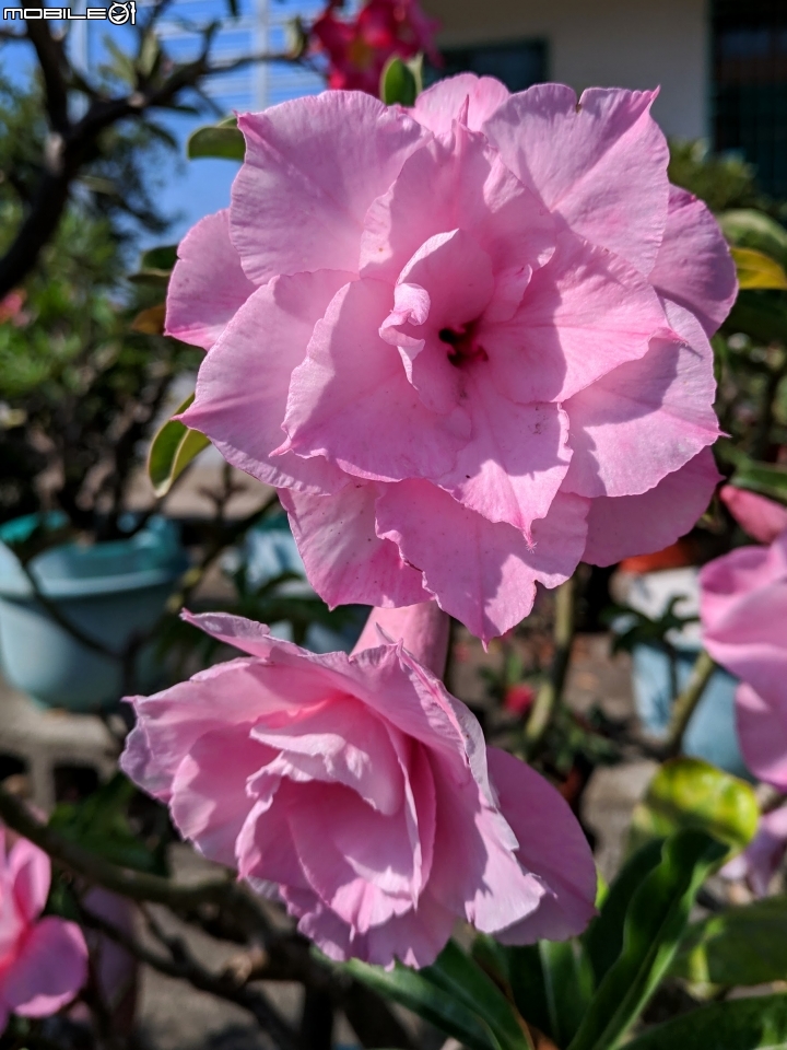 九重葛 台南市佳里區佳福寺 11/03