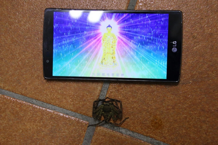 跪的很漂亮的小強剋星