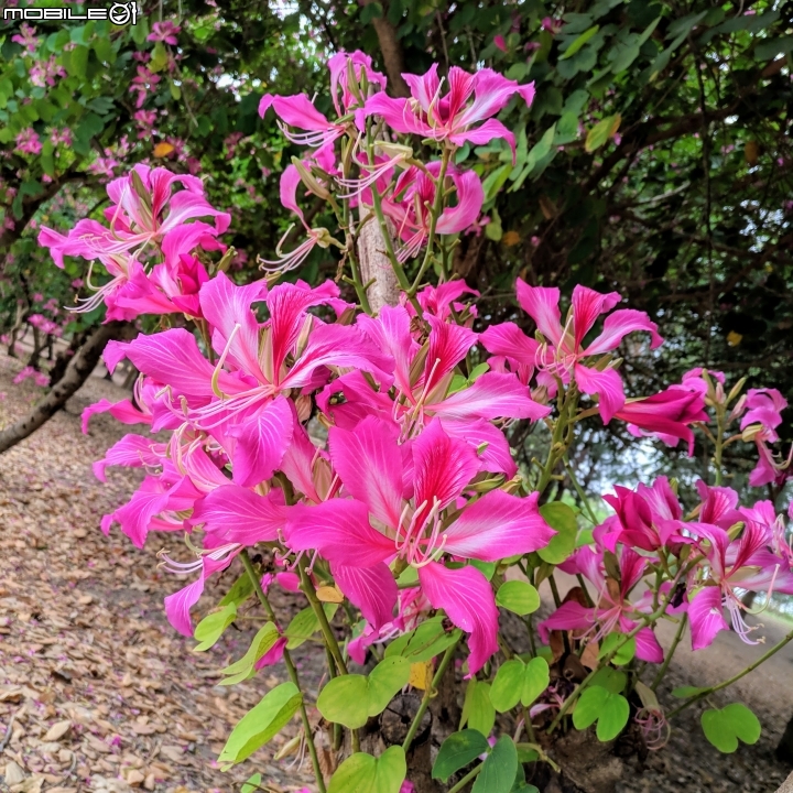 艷紫荊 台南市安平區州平路 11/25