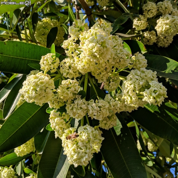 黑板樹 台南市學甲區山寮 11/03